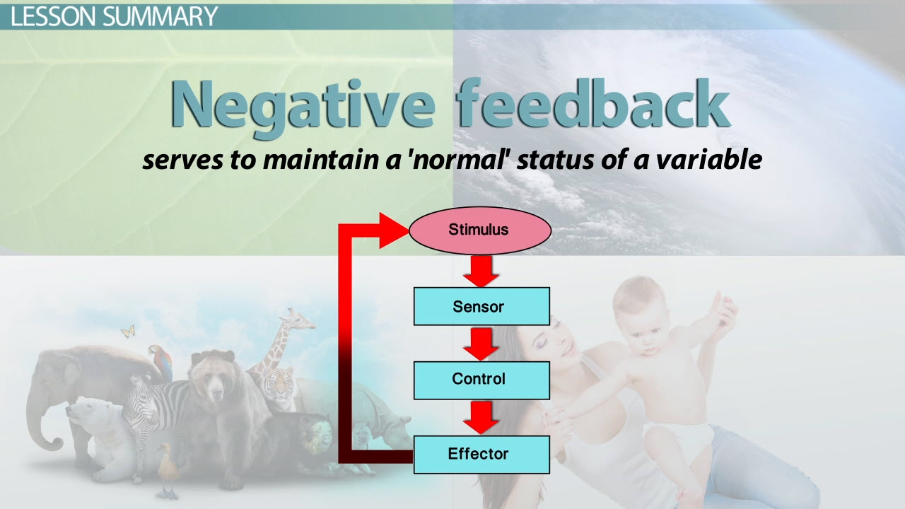 examples of negative feedback regulation in biological systems