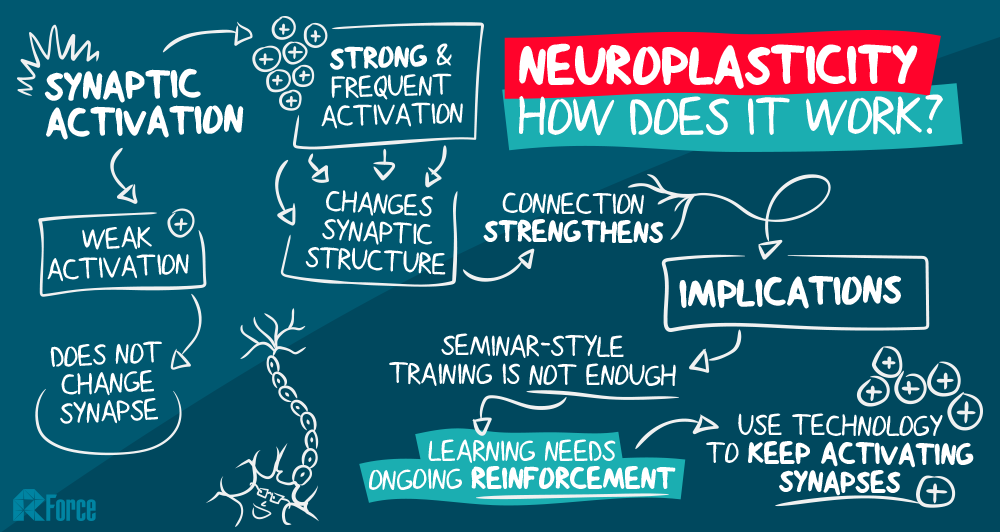 examples of neuroplasticity in action 1