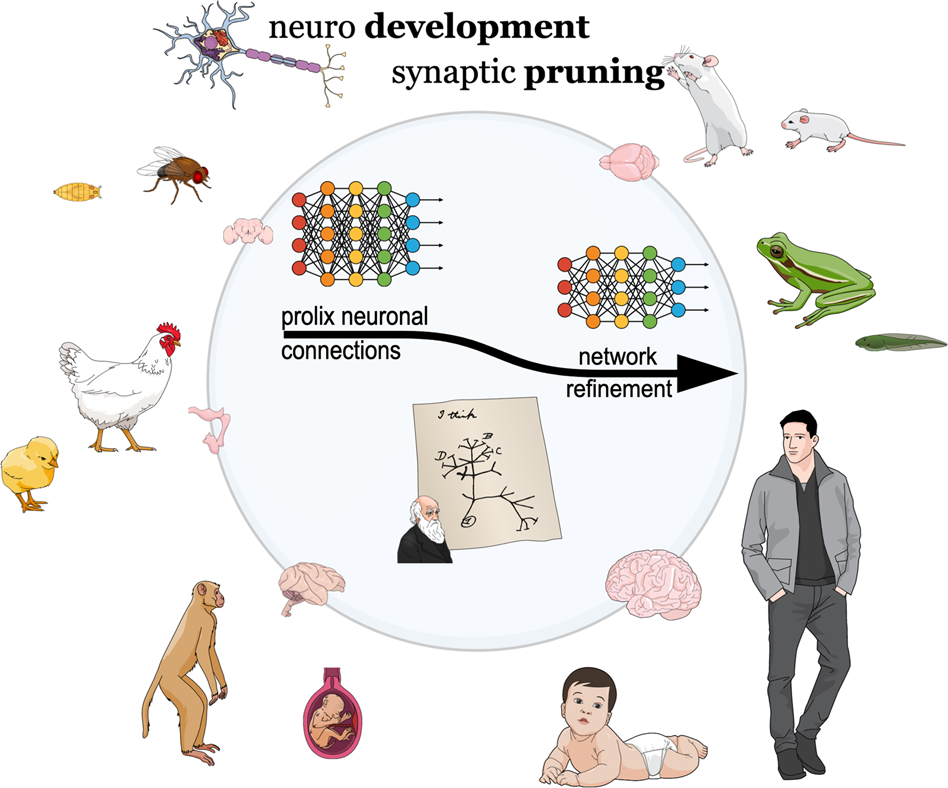examples of neuroplasticity in action