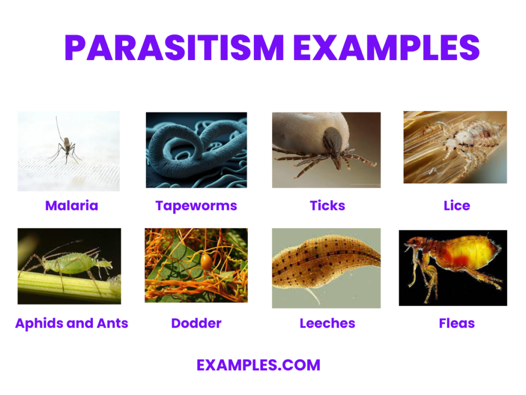 examples of parasitism in nature explained
