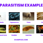 examples of parasitism in nature explained