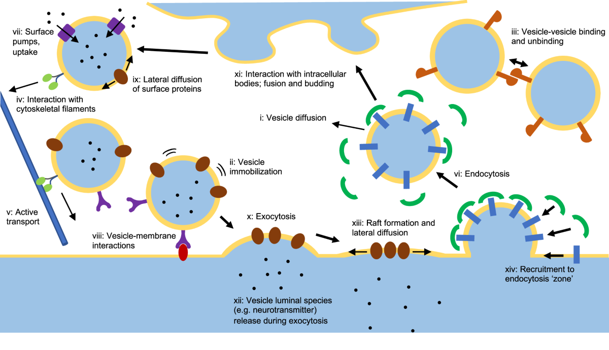 examples of passive transport except key insights and cases