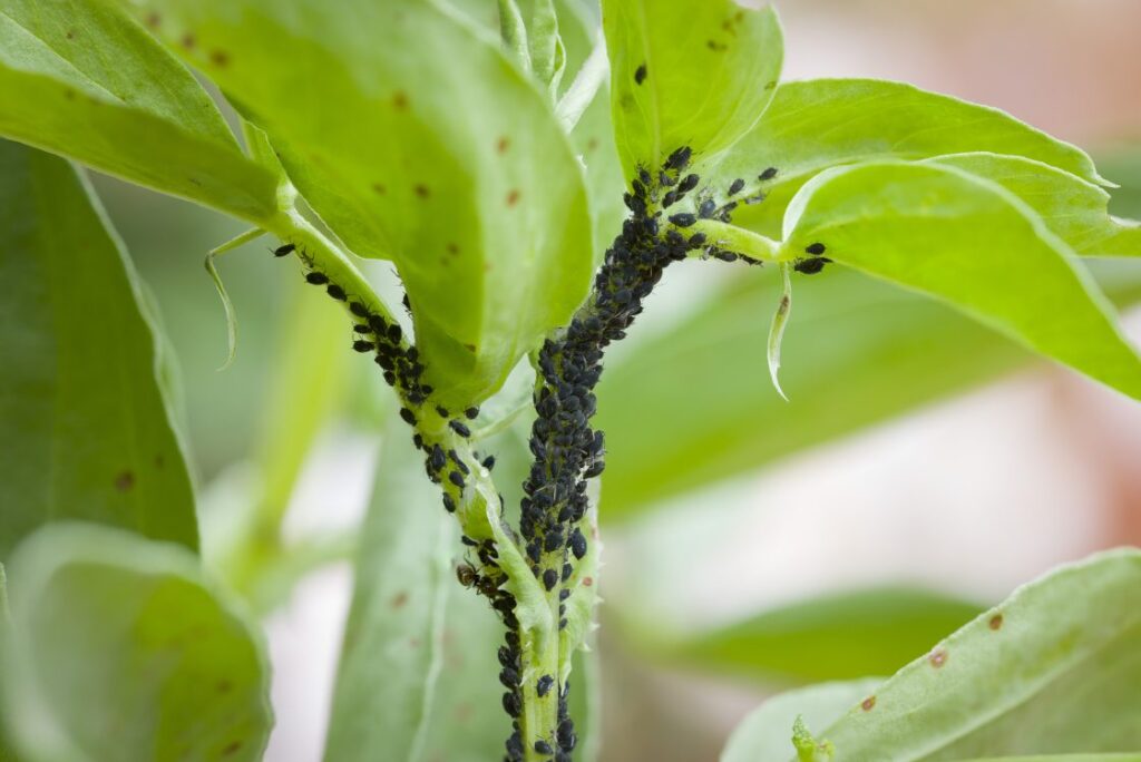 examples of pests in homes and gardens