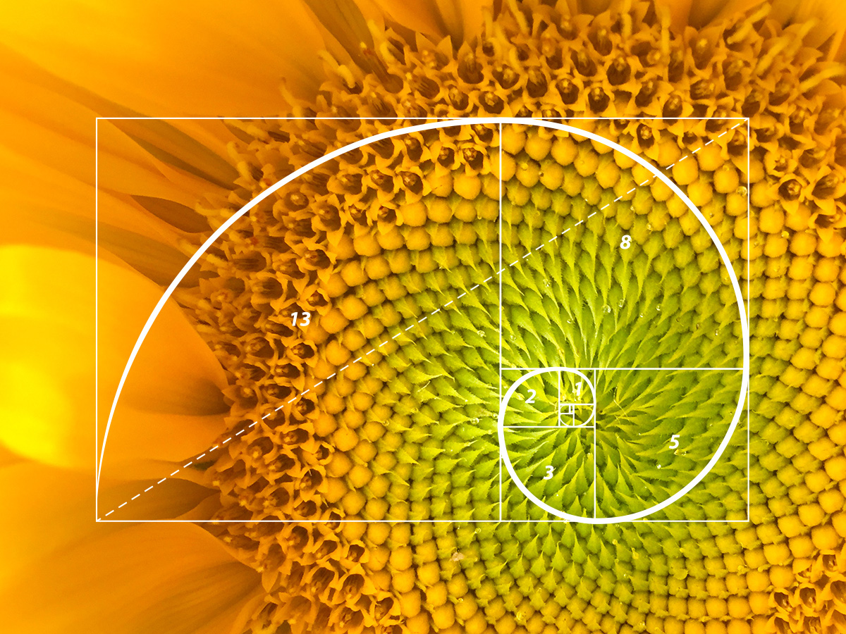 examples of phi in nature and art