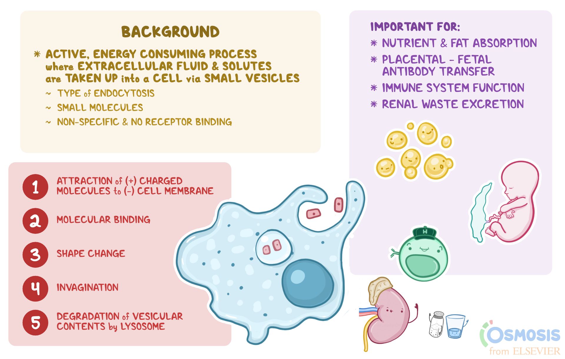 examples of pinocytosis in cellular processes