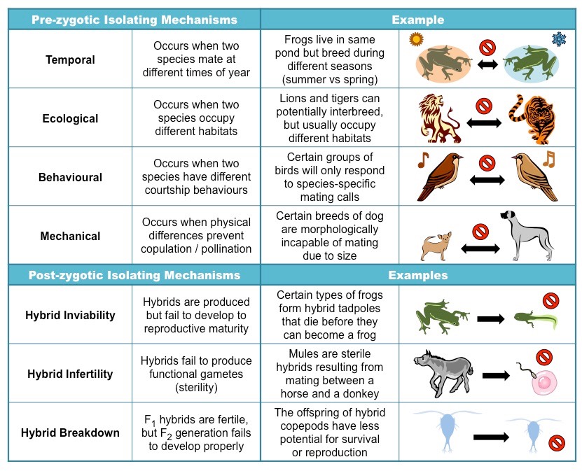 examples of prezygotic genetic isolating mechanisms explained