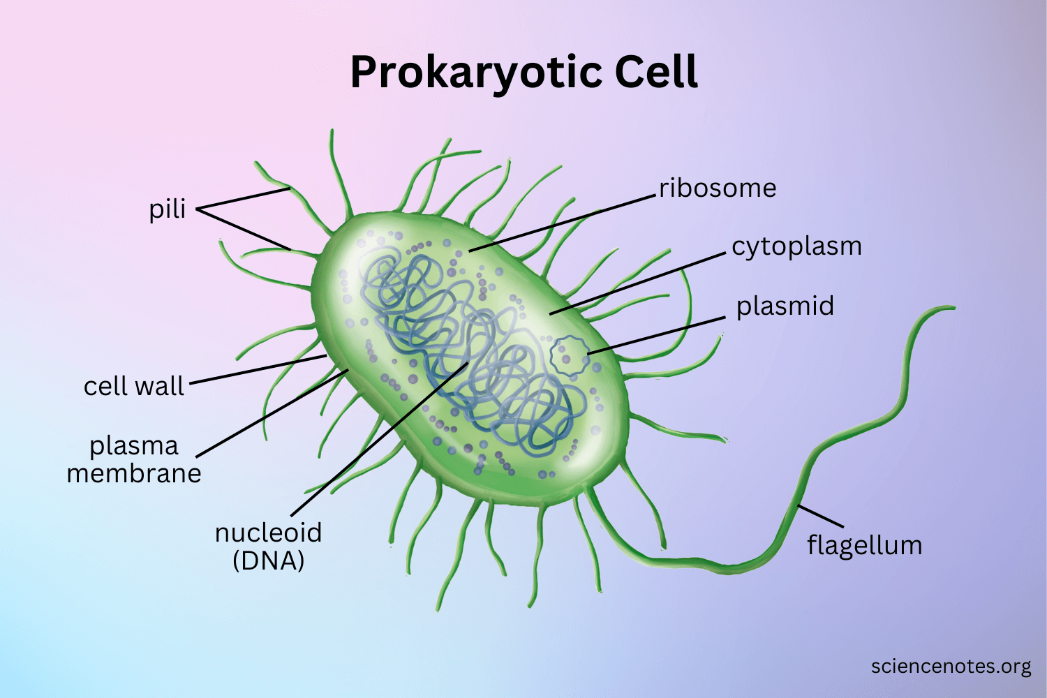 Examples Of Prokaryotic Cells And Their Importance