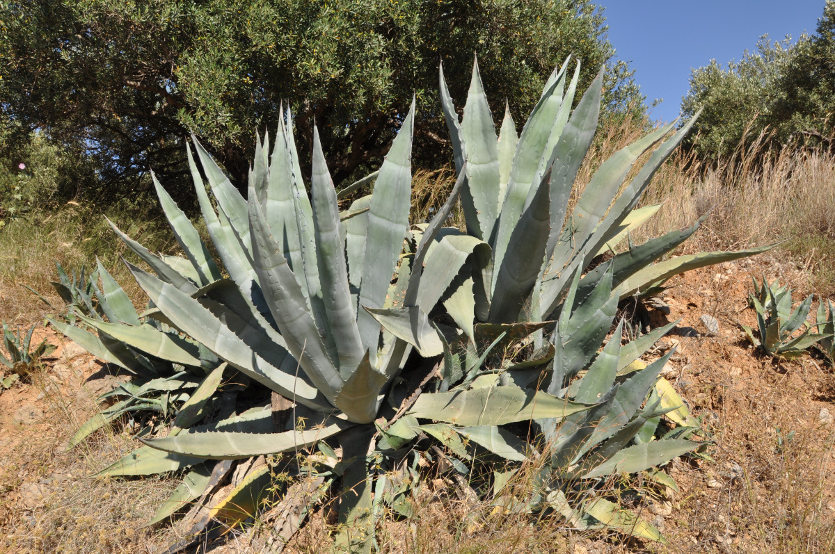 examples of resilient desert plants and their adaptations