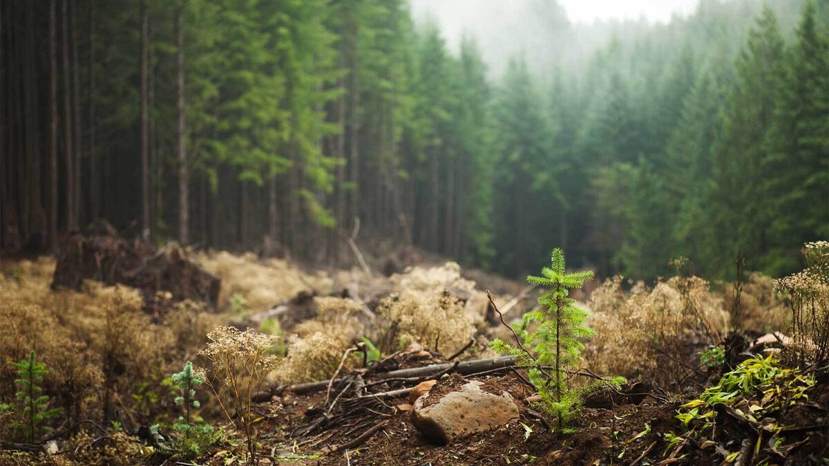 examples of secondary succession in nature