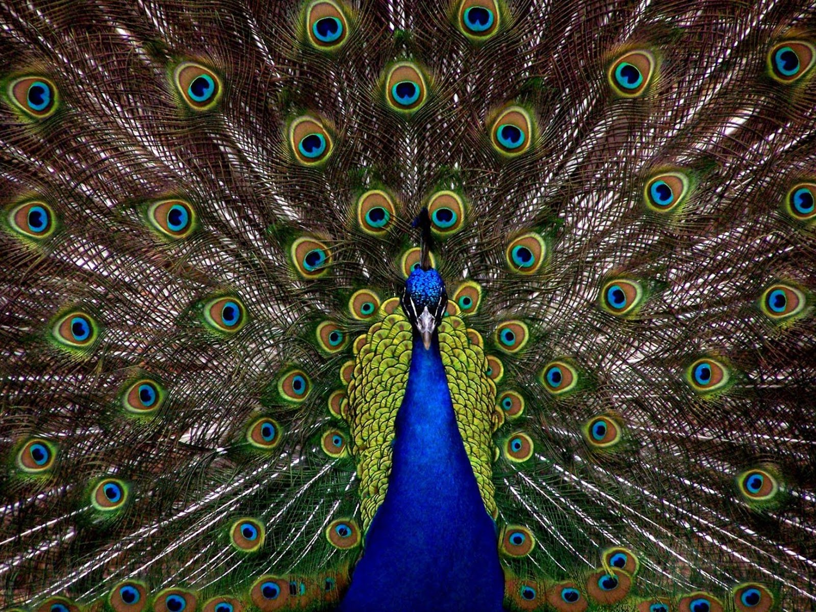 examples of sequence in daily life and nature