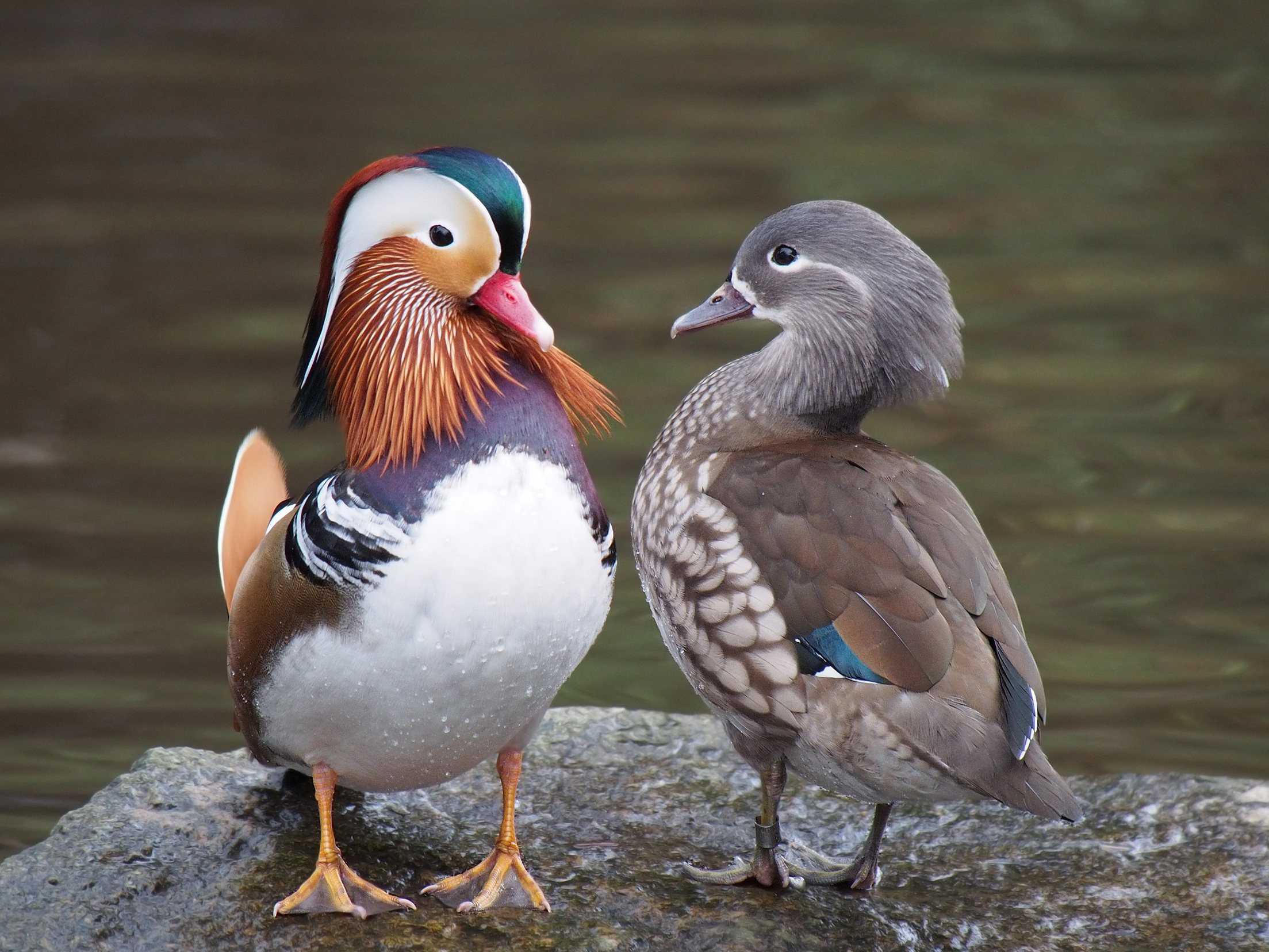 examples of sexual dimorphism in nature