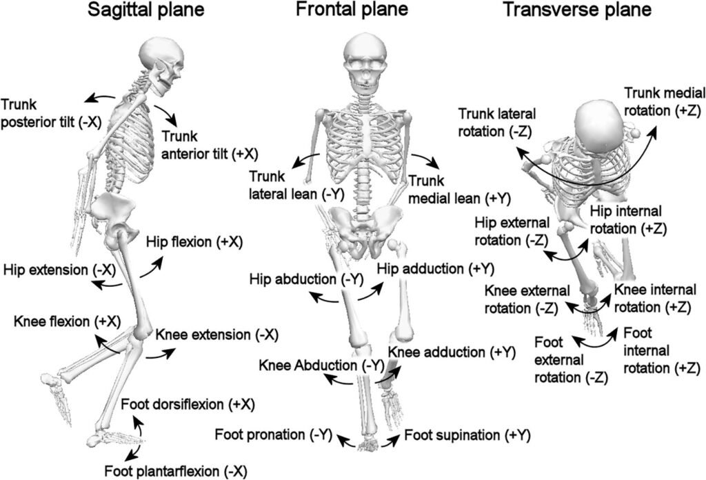 examples of specialization areas in biomechanics explained