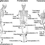 Examples of Specialization Areas in Biomechanics Explained examples of specialization areas in biomechanics explained