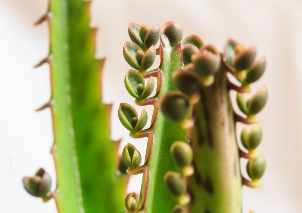 examples of suckers in life and nature