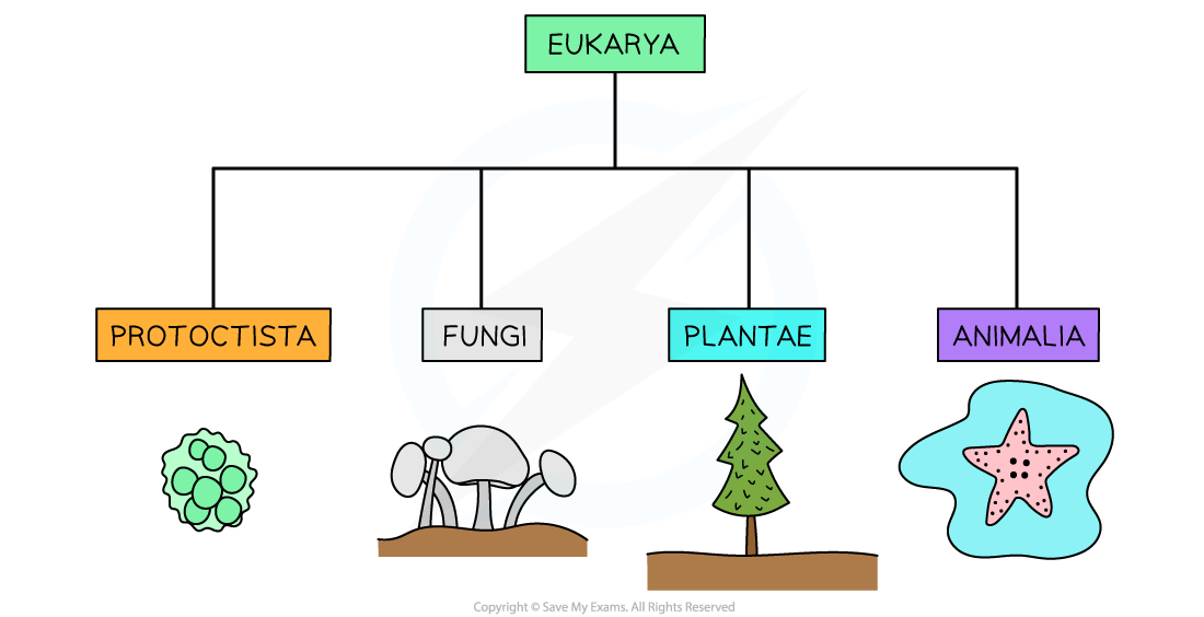 examples of the 4 kingdoms of eukarya explained