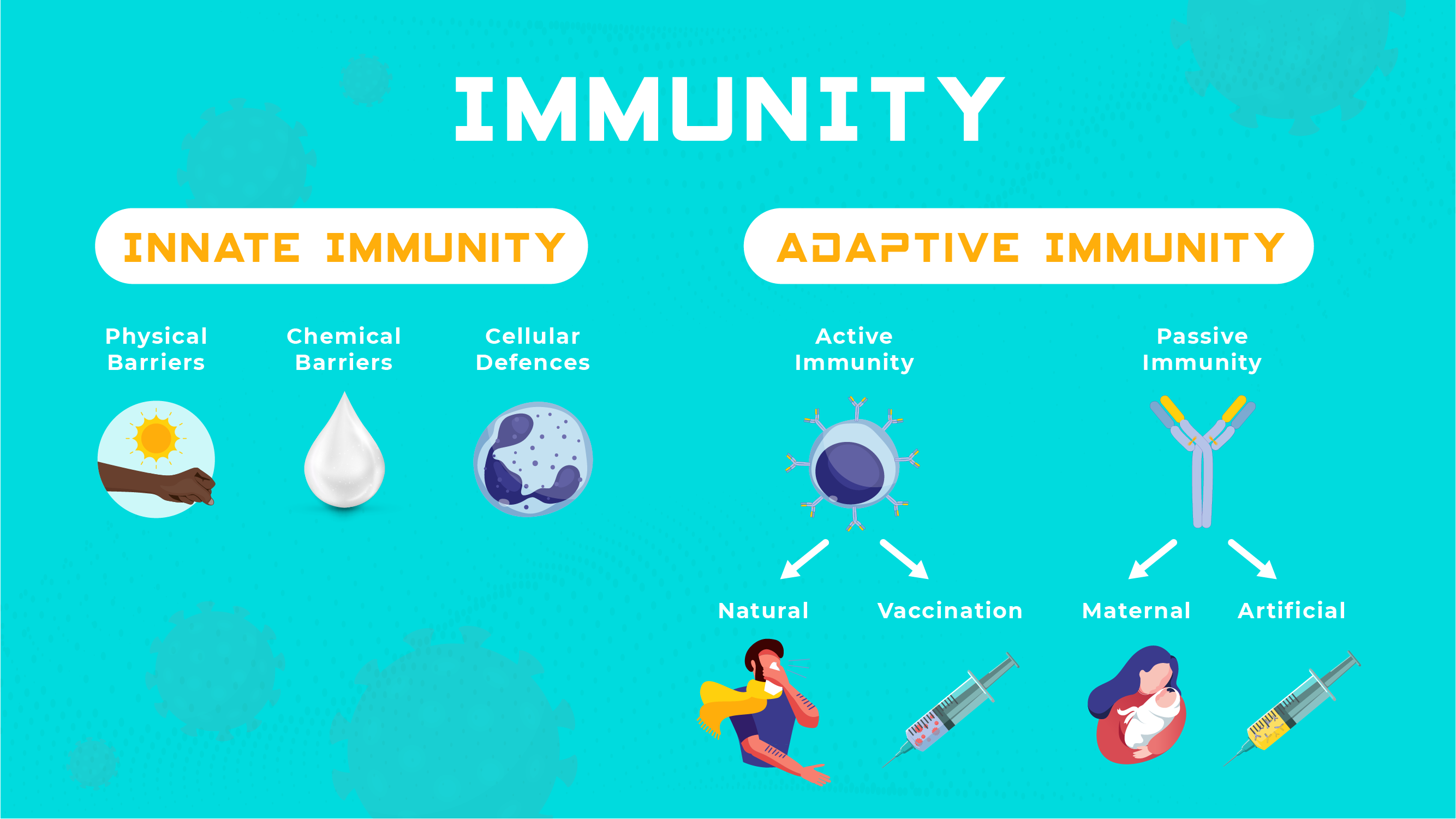 examples of the adaptive immune system in action