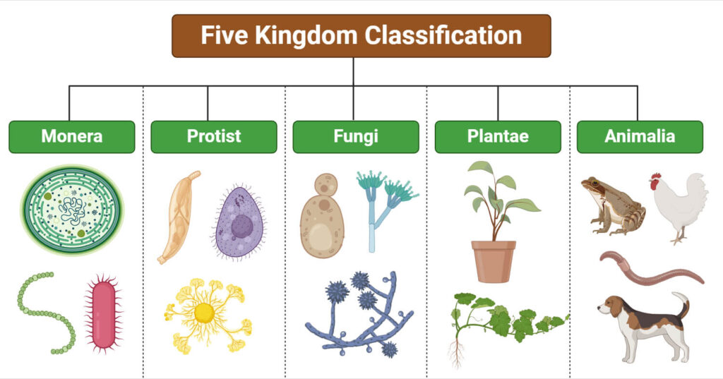 examples of the bacteria kingdom and their ecosystem roles