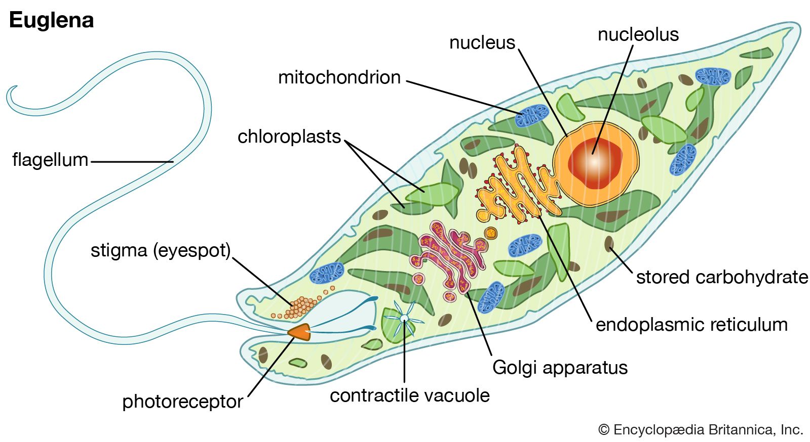 examples of the euglena diagram explained