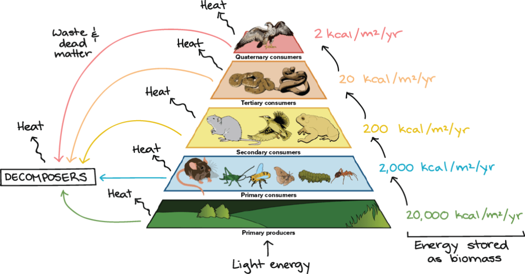 examples of the food chain in different ecosystems