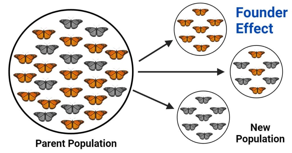examples of the founder effect in genetics
