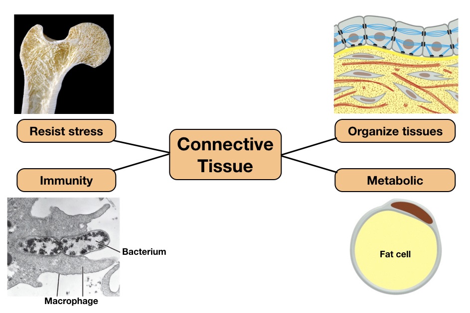 examples of the functions of connective tissues explained