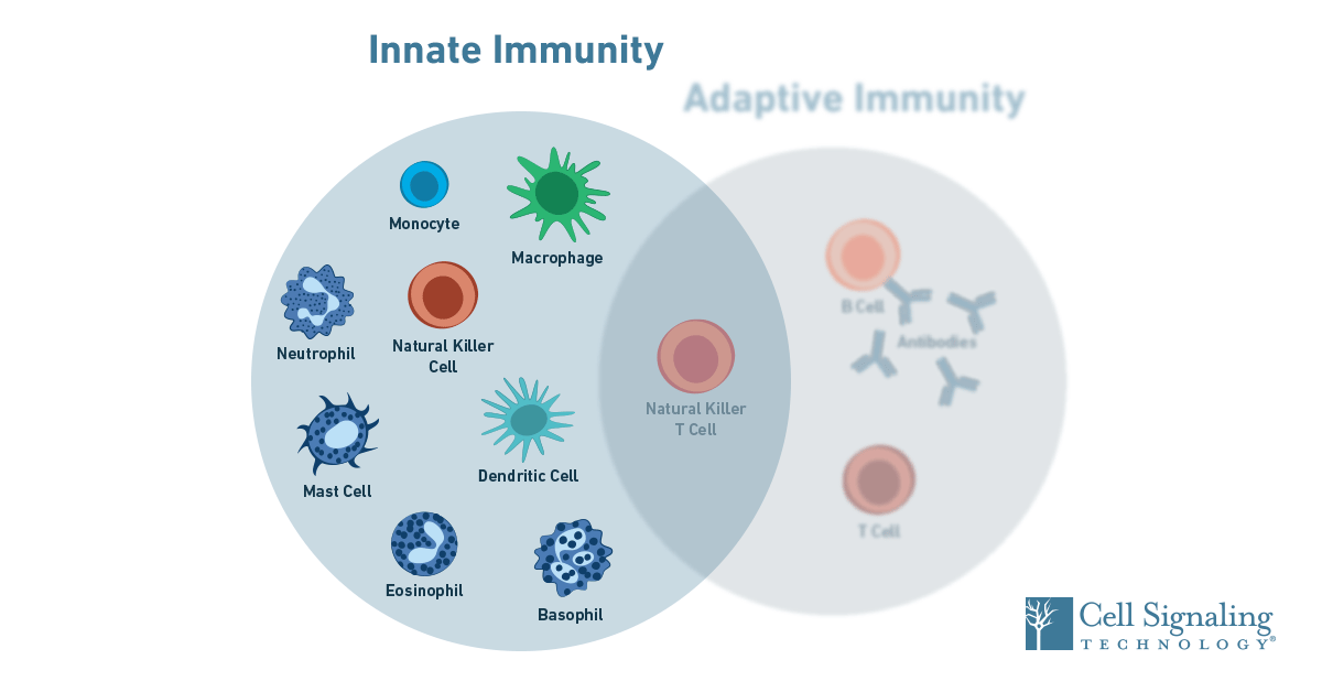 examples of the innate immune response explained