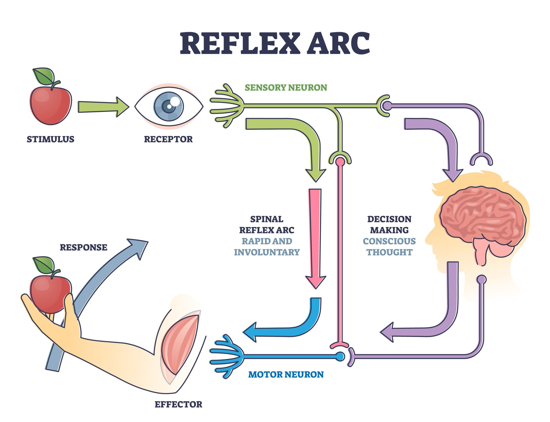 examples of the somatic nervous system in action