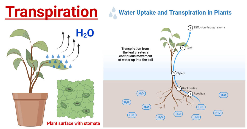 examples of transpiration in plants explained