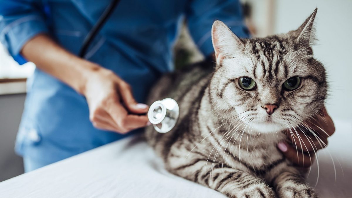 examples of veterinary negligence you should know