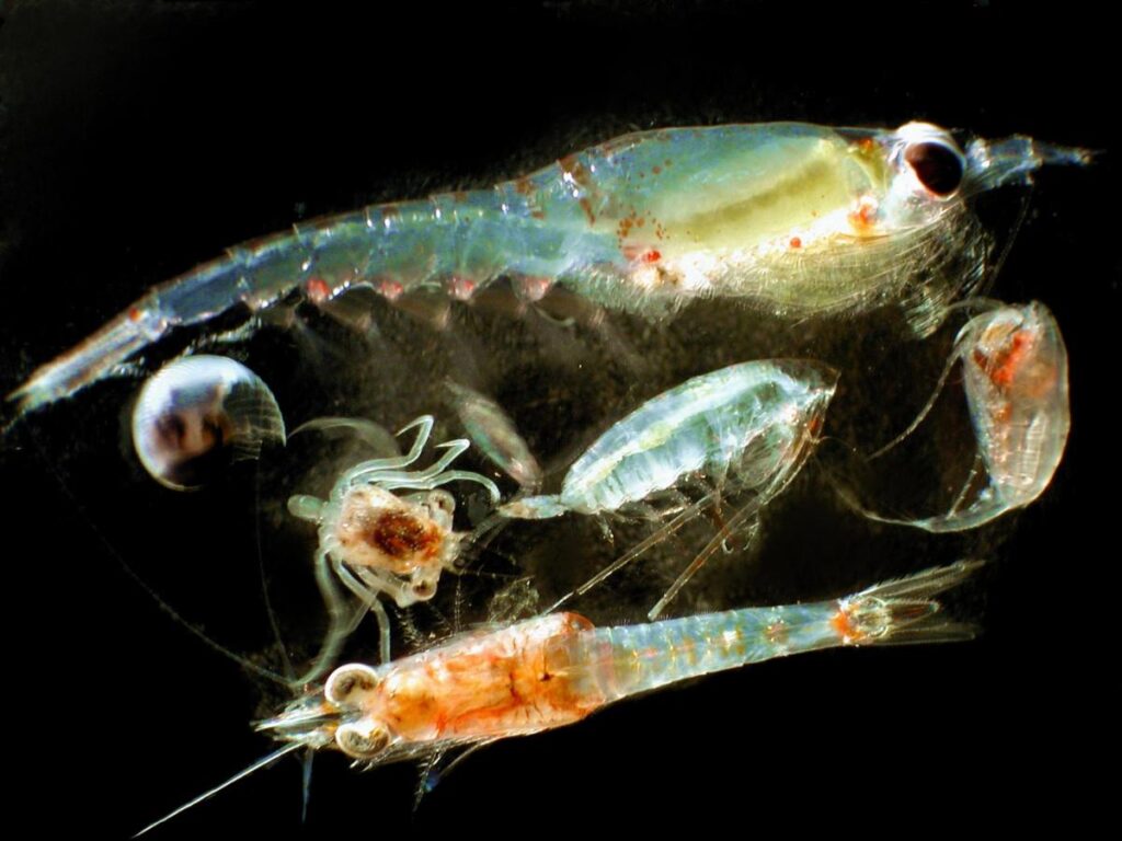 examples of zooplankton in aquatic ecosystems