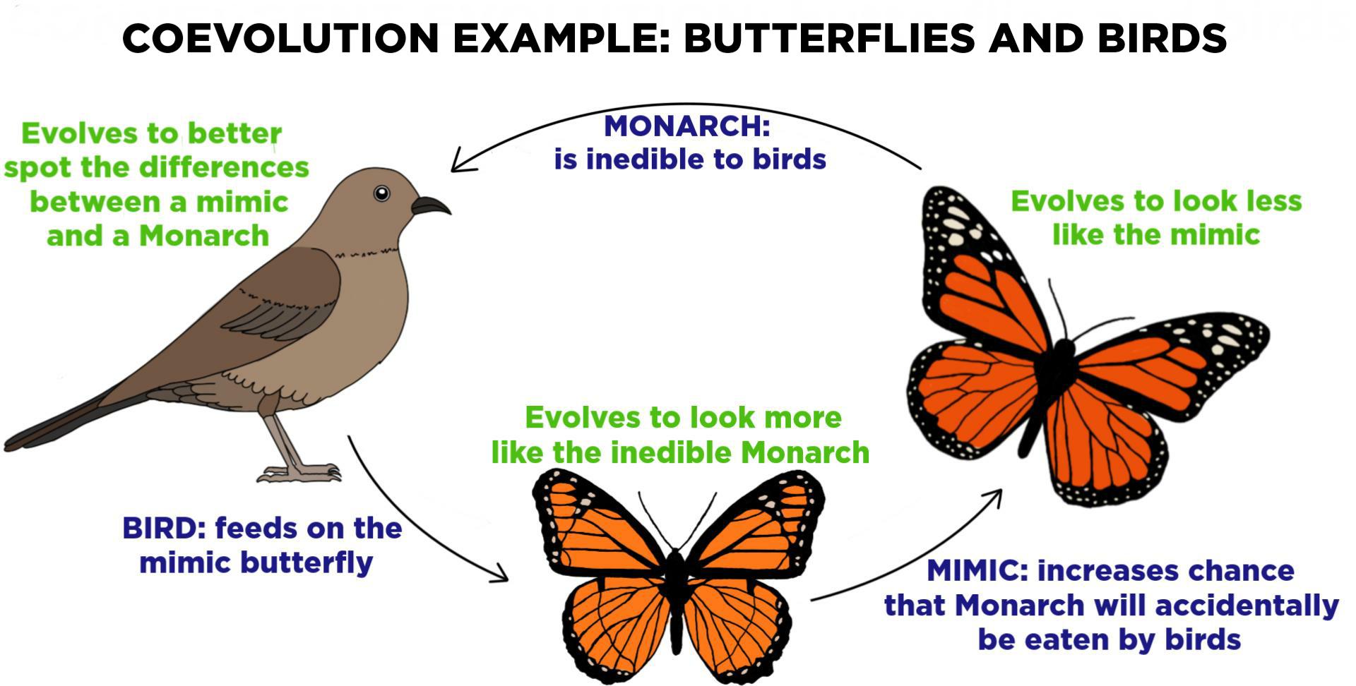 examples showing how symbiosis leads to coevolution