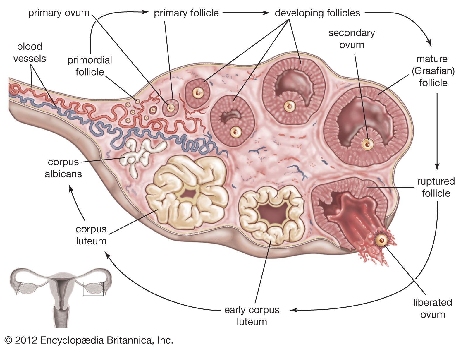 examples to correctly label the following structures of the ovary