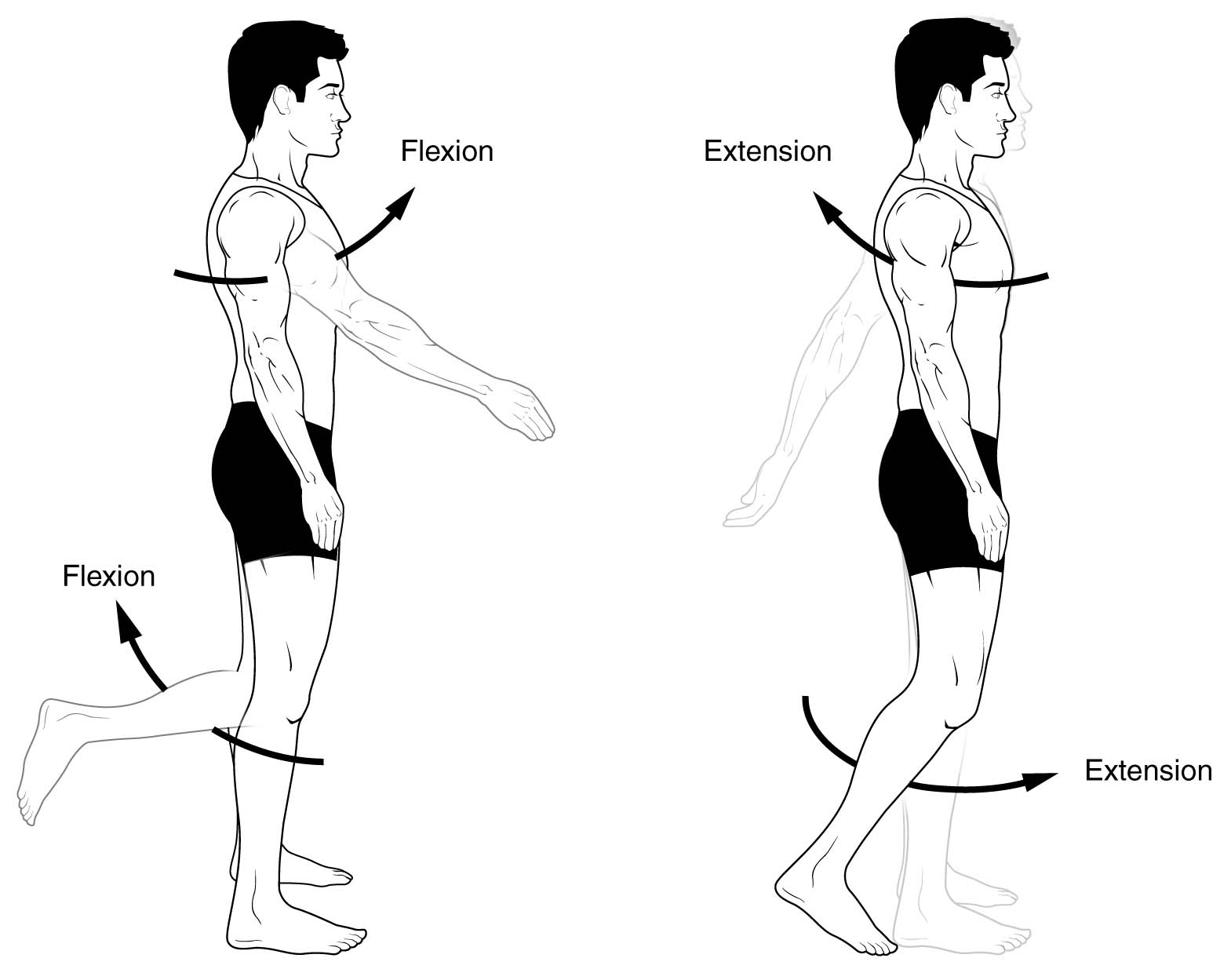 extension vs flexion key examples and their impact on movement