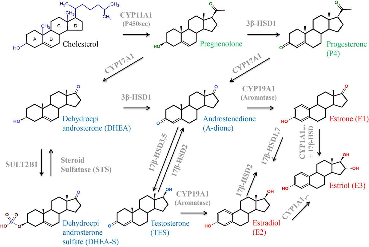 fats steroids and terpenes key examples