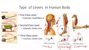 First Class Lever Examples in the Body Explained