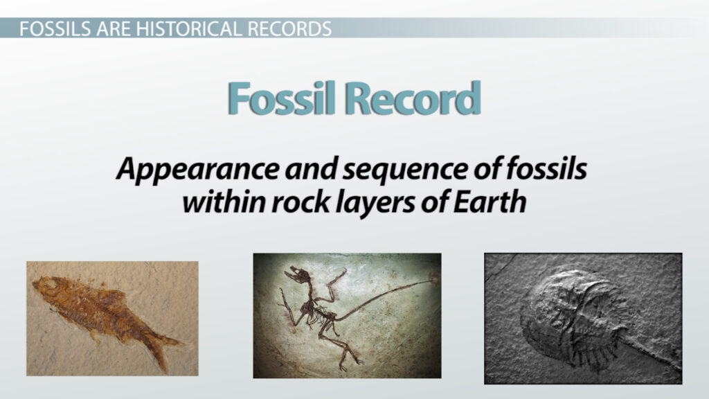 fossil record examples that reveal earths history