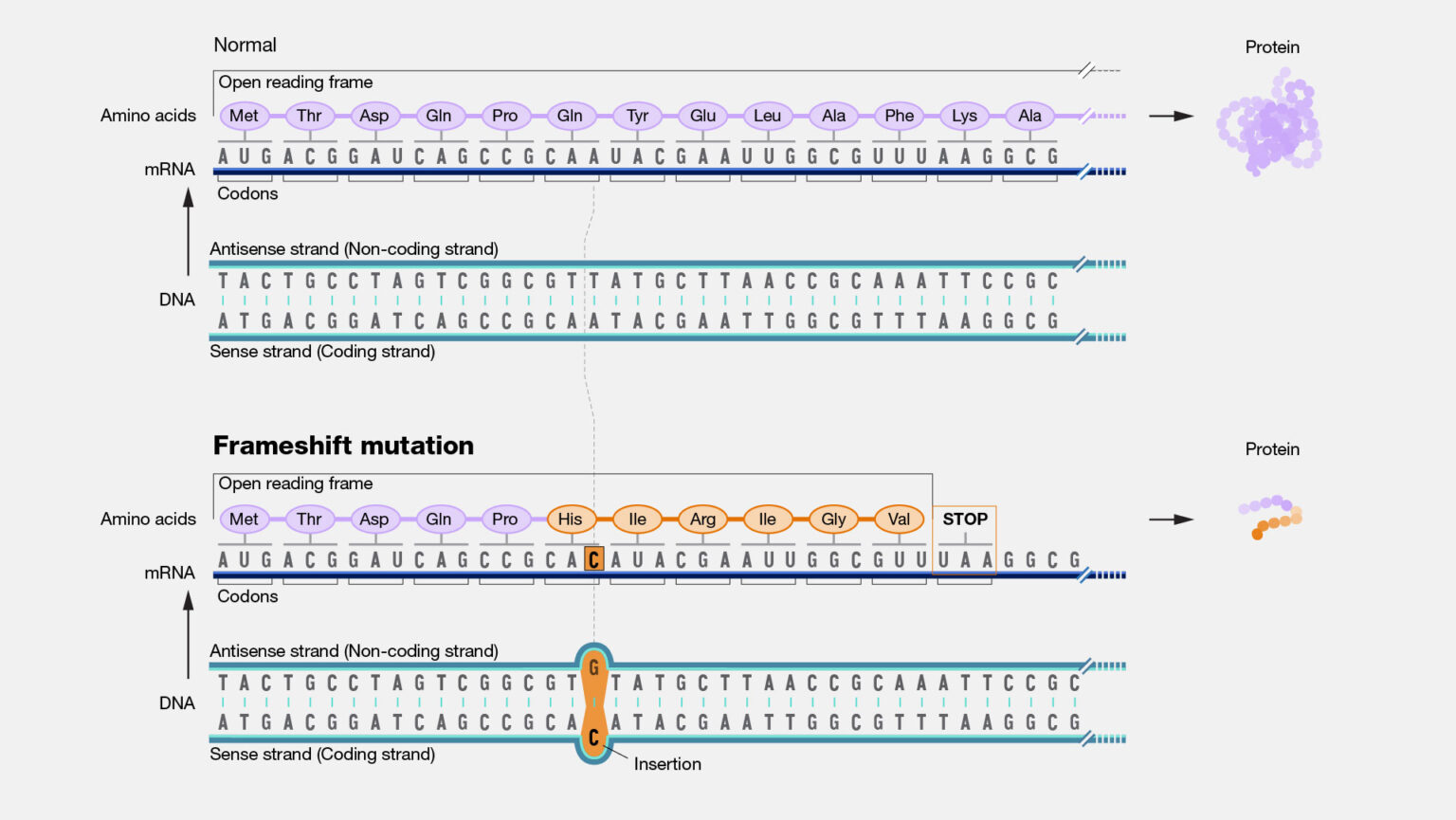 Frameshift Mutation Examples Impacting Health
