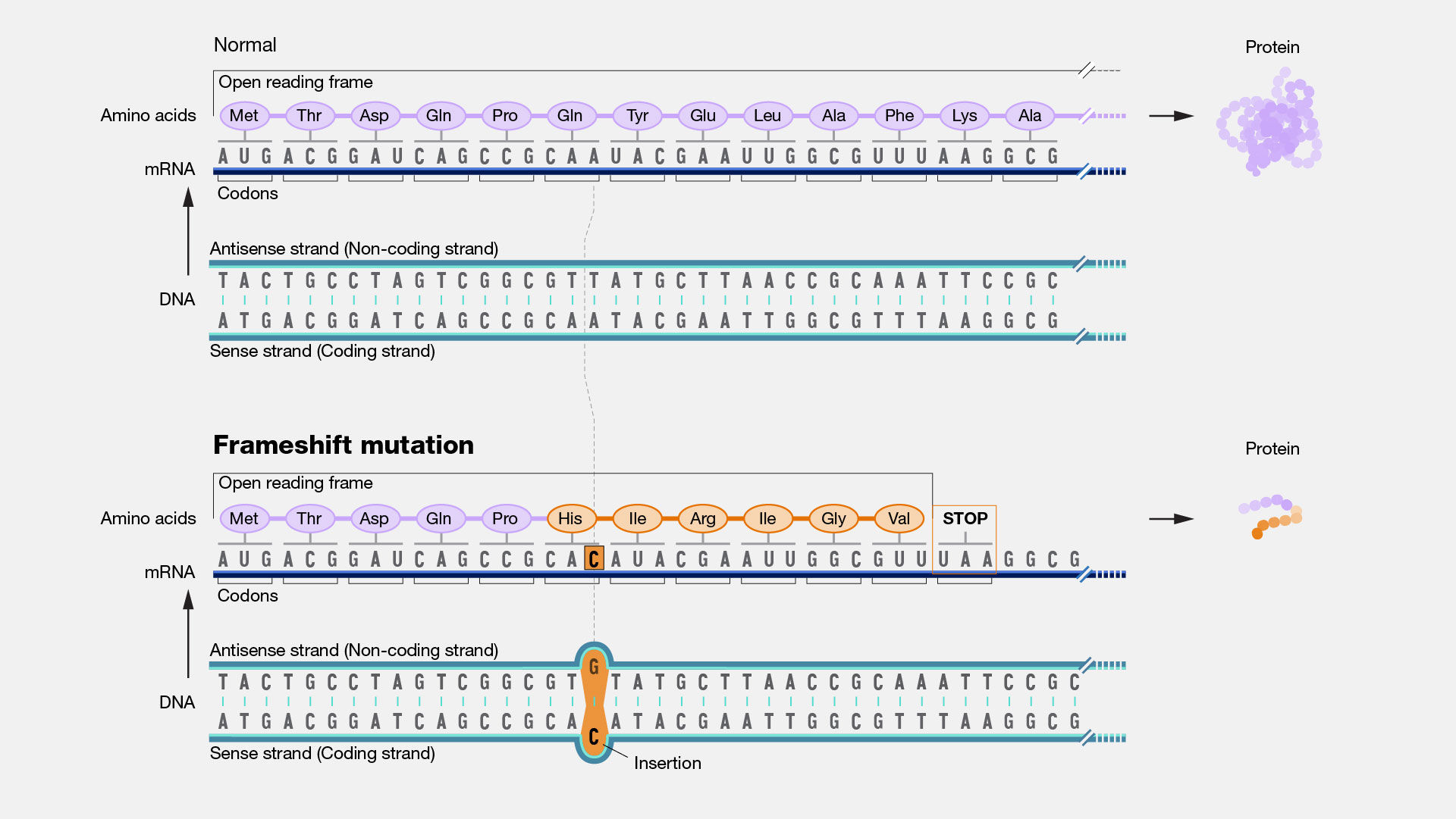 frameshift mutation examples impacting health