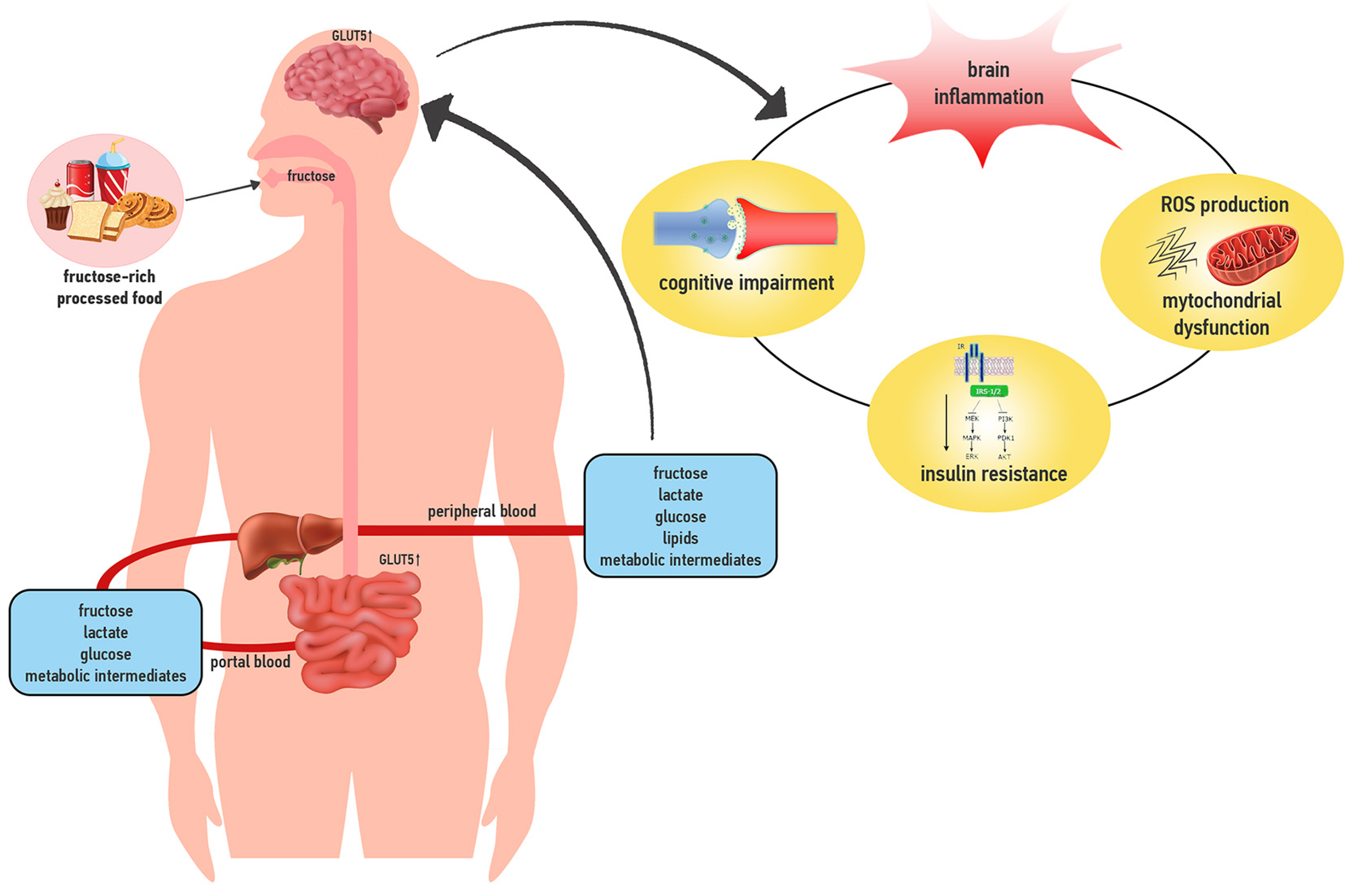 fructose sources effects and health risks