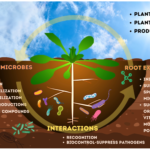 fungi and bacteria are examples of ecosystem vitality