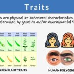 genetic traits examples and impact on life