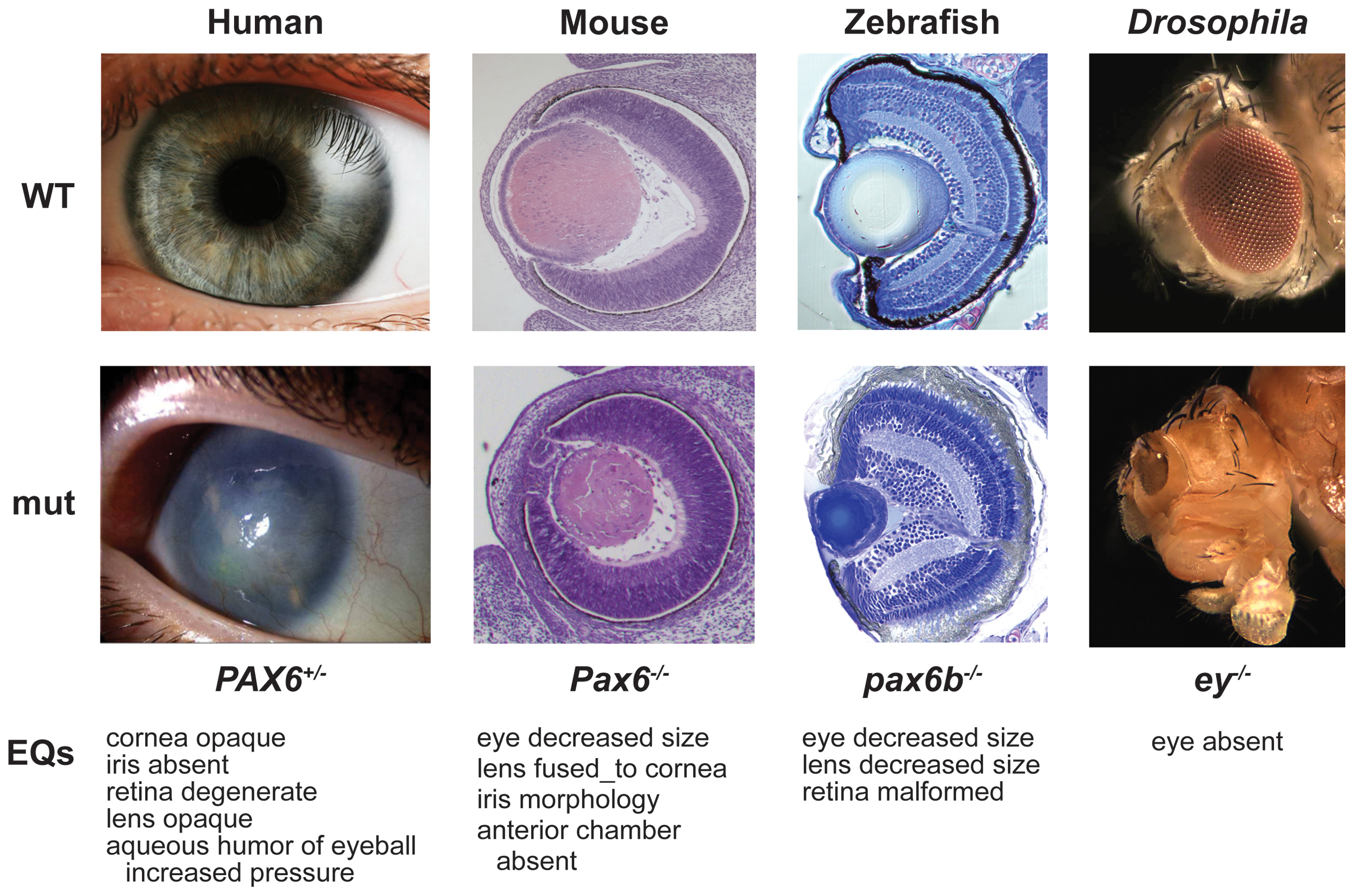 genotype vs phenotype real world examples