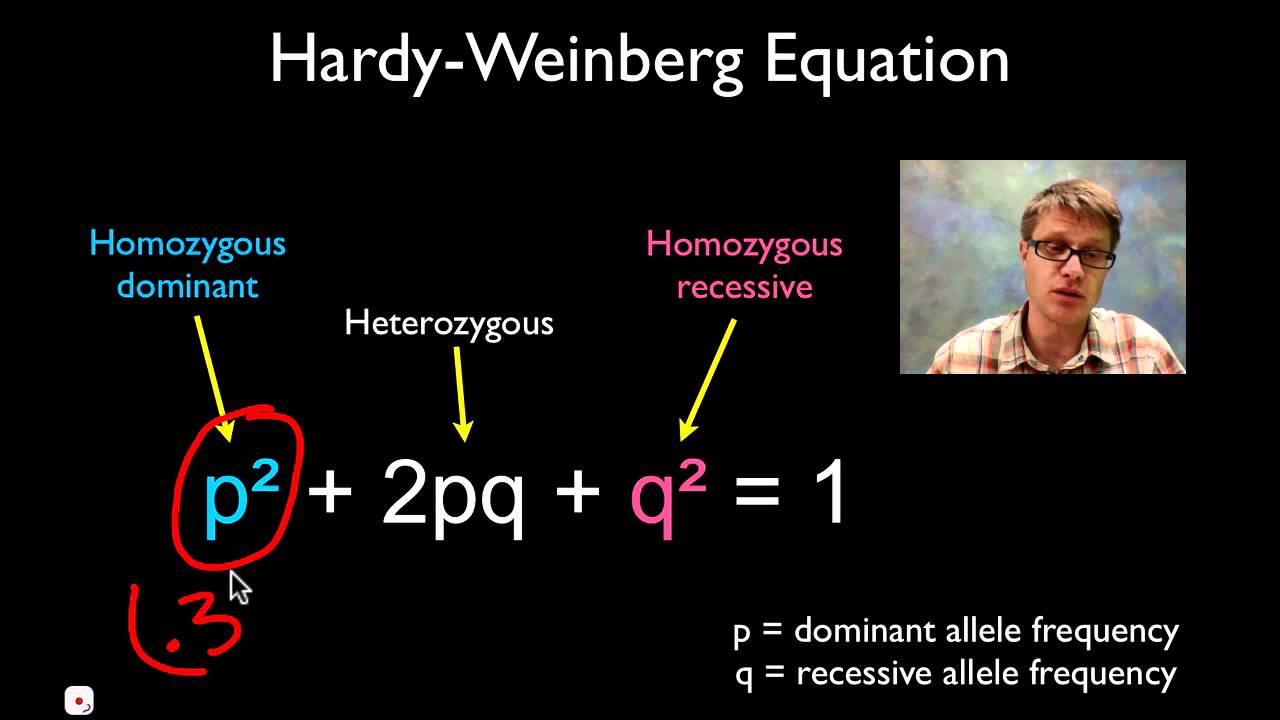 hardy weinberg equation examples explained