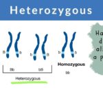heterozygous examples in genetics and inheritance