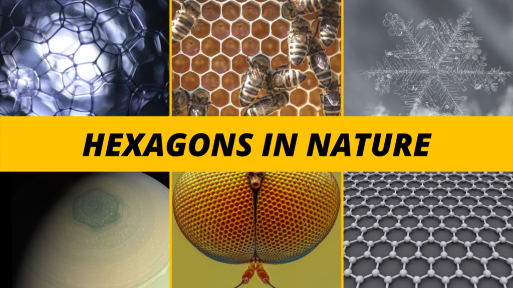 hexagon real life examples nature design and technology