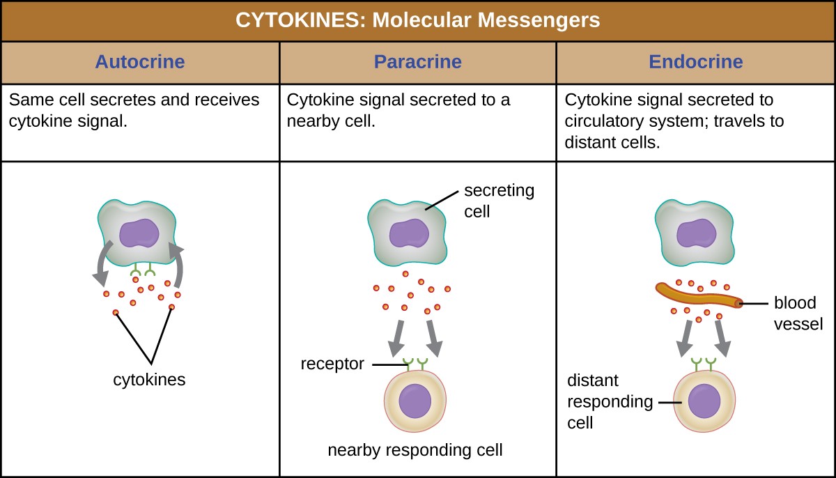 histamine kinins eicosanoids and complement proteins