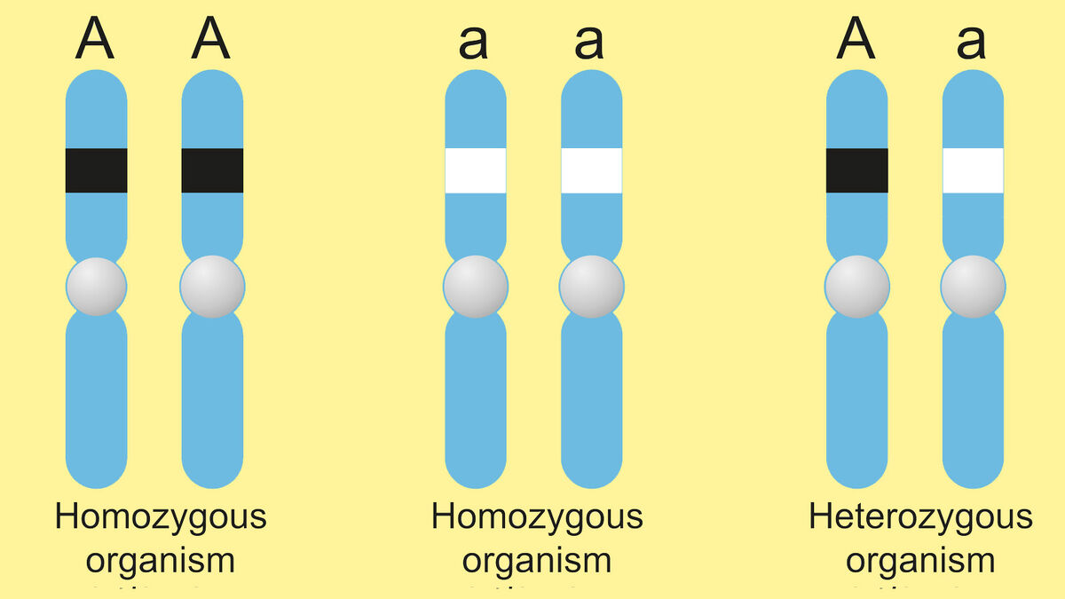 homozygous key examples and implications