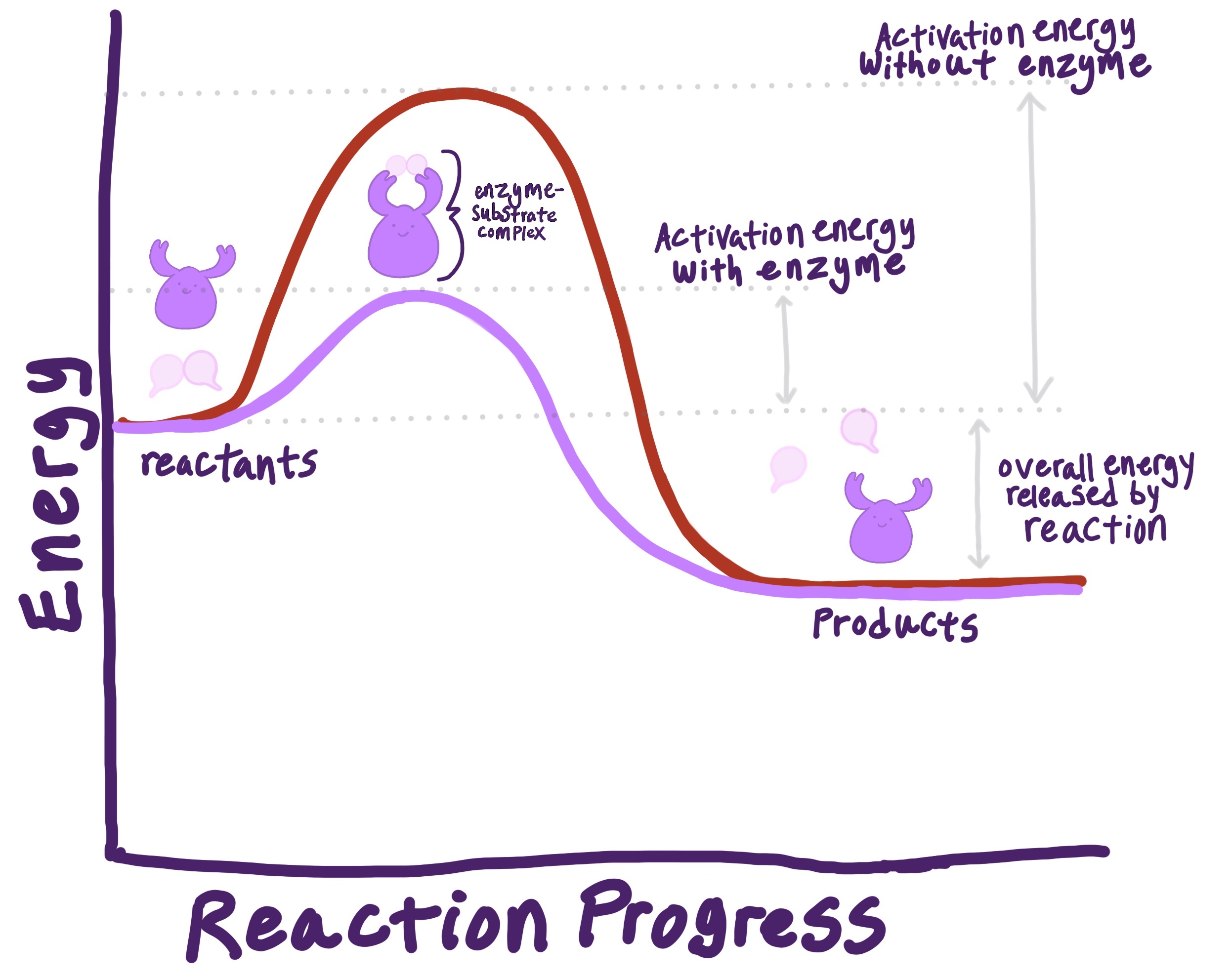 how enzymes speed up biochemical reactions by lowering energy