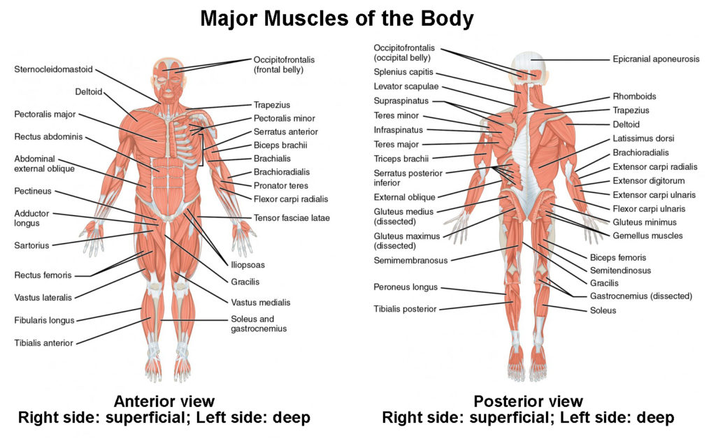 how skeletal muscles are named key examples