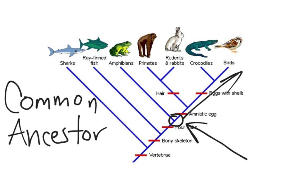 how to read a cladogram key examples explained